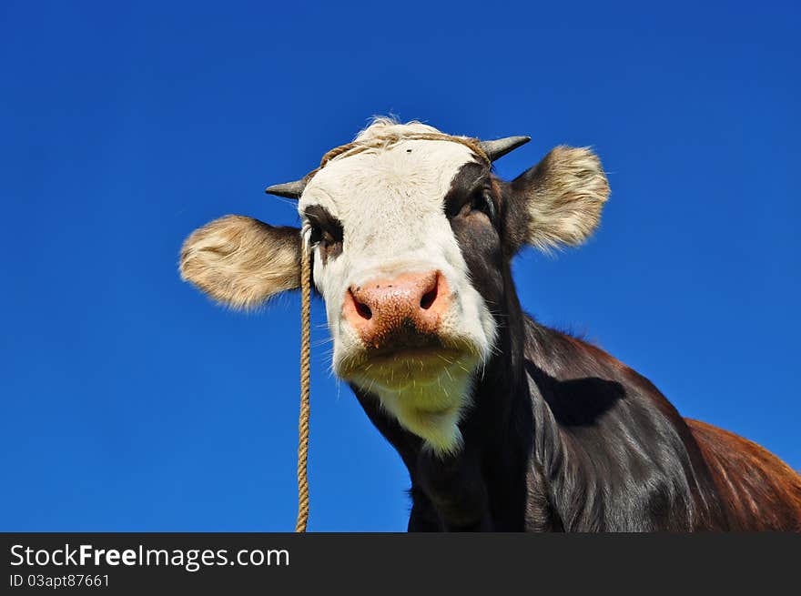 The Calf On A Summer Pasture