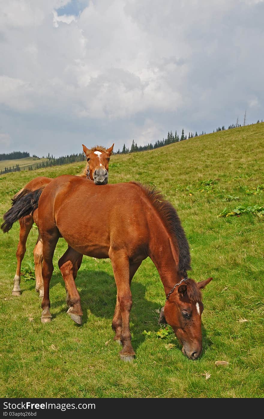 Horse on a hillside