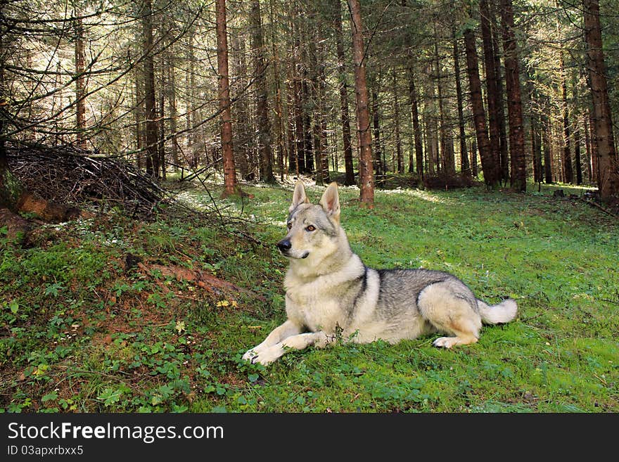 Wolf Czechoslovakian in Forest Italy