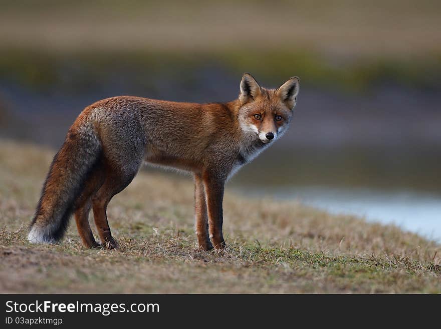 A red fox posing in the dunes