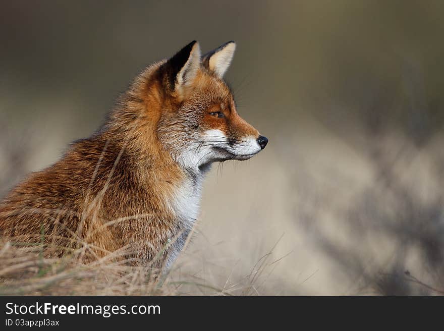 A red fox posing in the dunes