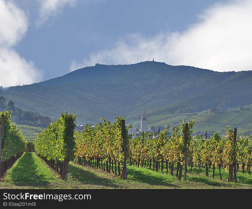 The vineyards of Alsace. France. Expensive wine