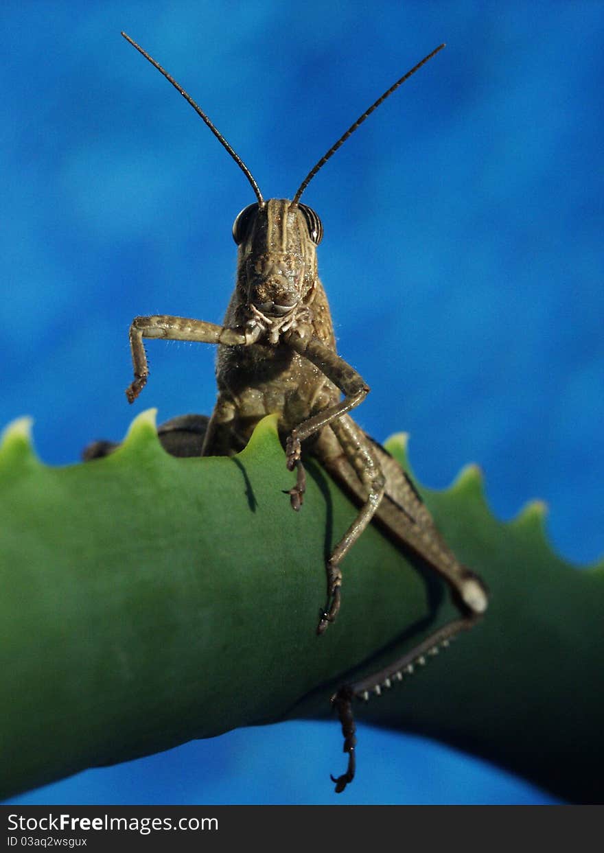 Grasshopper