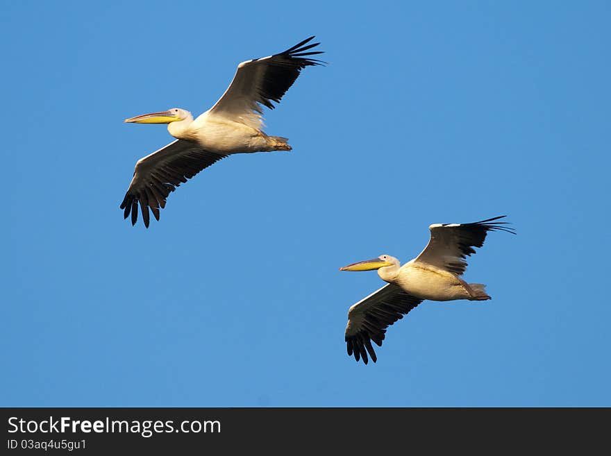 Two White Pelicans in flight on blue sky