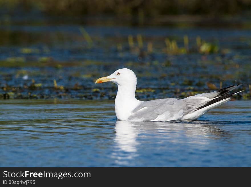 Caspian Gull or Yellow Legged Gull in Danube Delta