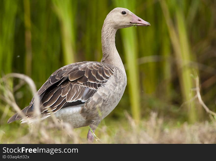 Greylag Goose (Anser anser)