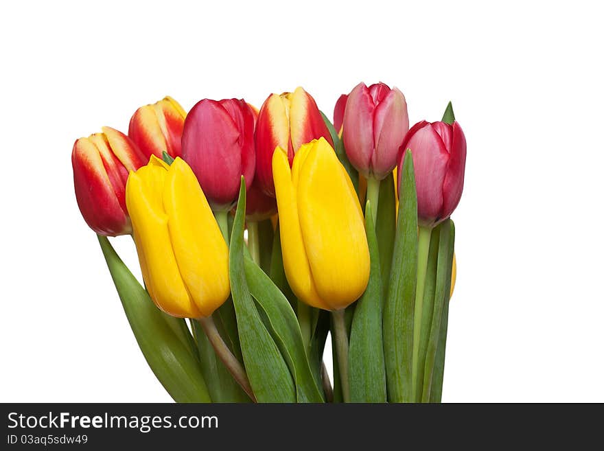 Bunch of different colored tulips on a white background