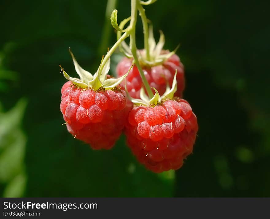 Fresh raspberries on the branch