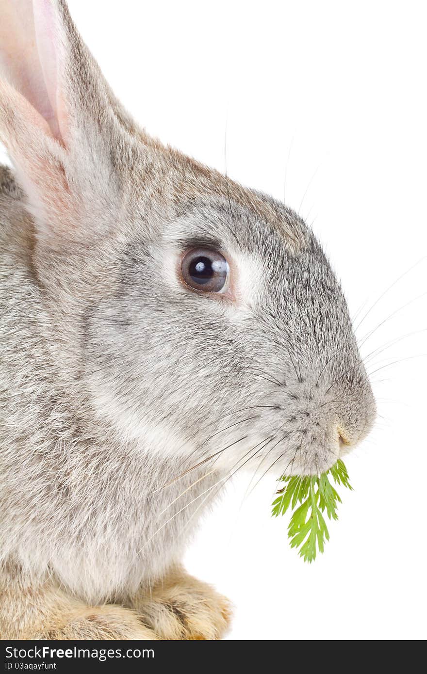 Close-up rabbit eating leaf, isolated on white