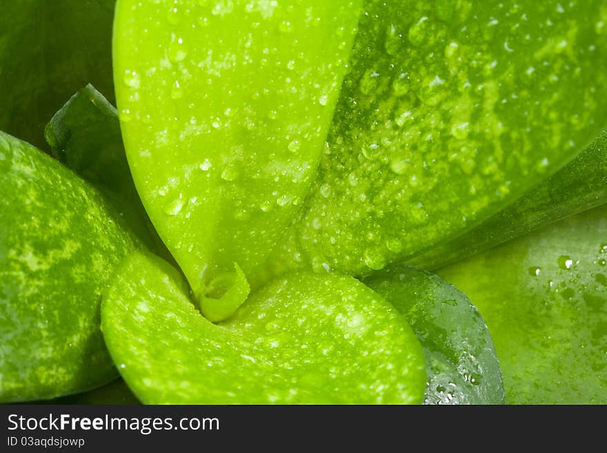 Leaves of succulent with water drops, macro