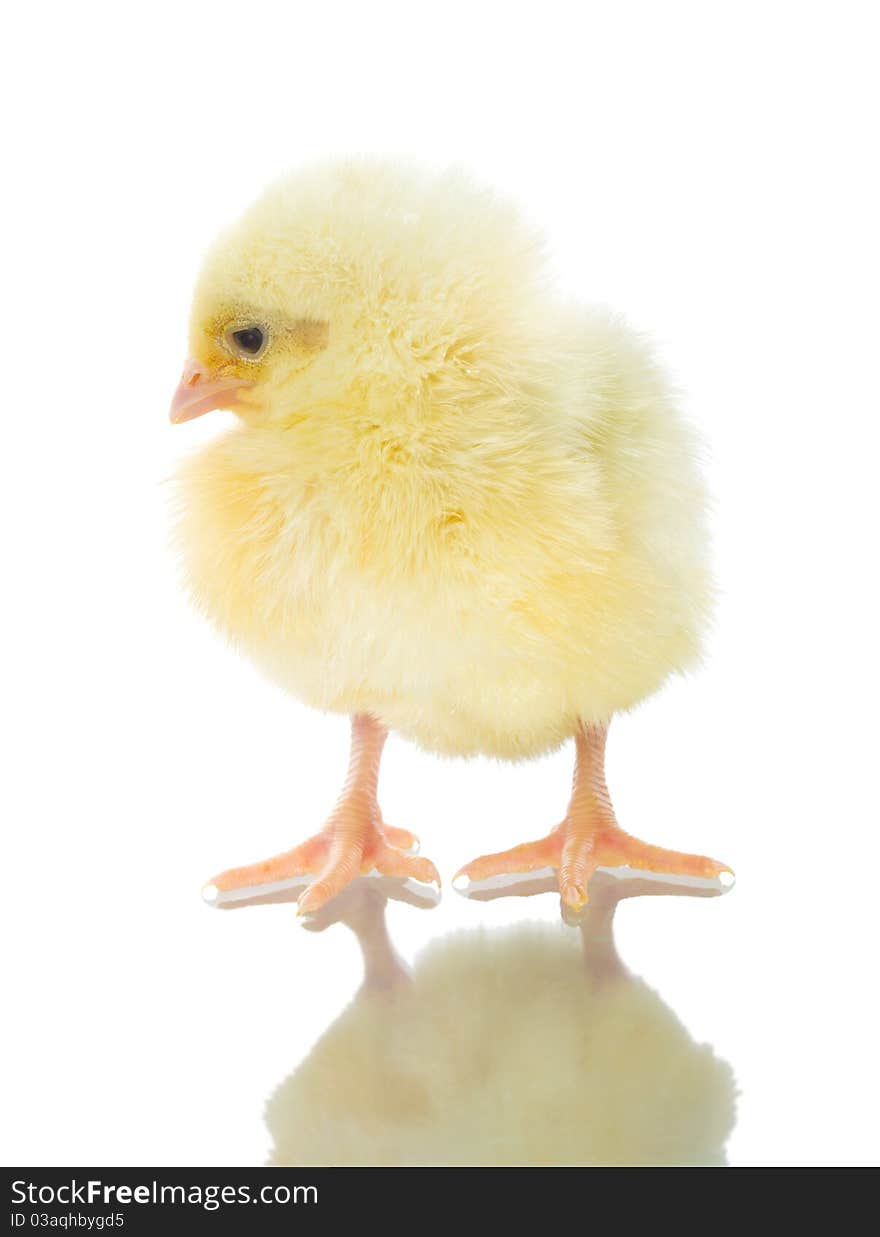 Single chick with reflection, isolated on white