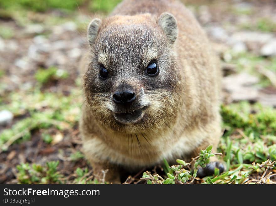 Dassie Rat