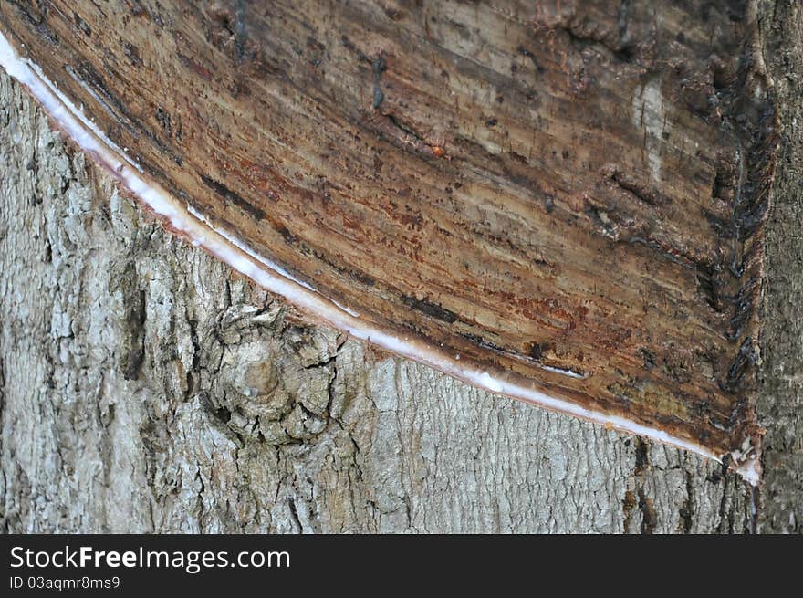 Surface traces of tree tapping to get the raw materials used in rubber production.Southern Thailand. Surface traces of tree tapping to get the raw materials used in rubber production.Southern Thailand