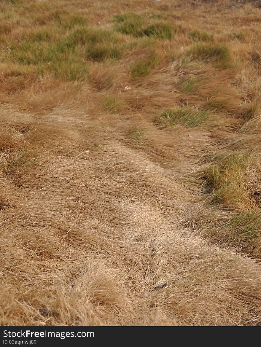 Background-Dry grassland