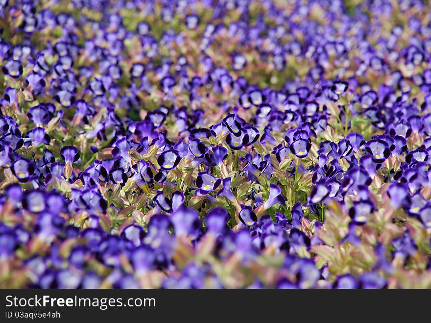 Flower bed is photographed at the moment of spring blooming. Focus is on the middle blue flowers. Flower bed is photographed at the moment of spring blooming. Focus is on the middle blue flowers.