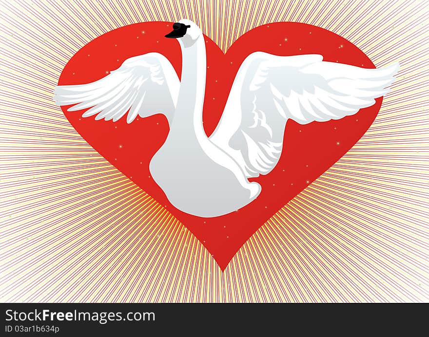 White Swan on the background of the heart