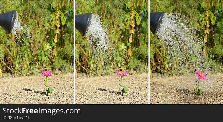 Watering a flower isolated and lonely. Watering a flower isolated and lonely