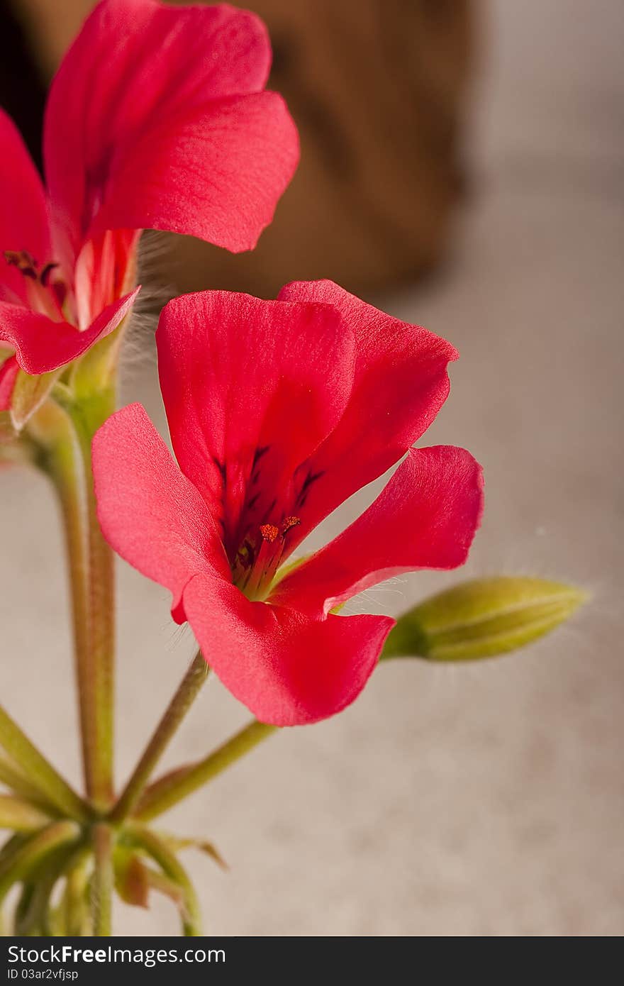 Pink geranium flower in the wild catch.