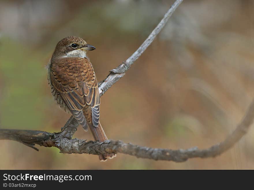 Red-backed Shrike