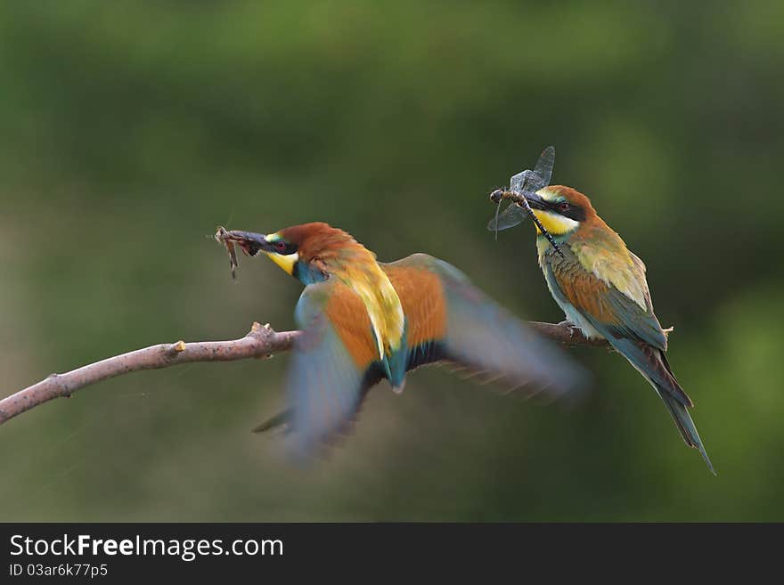 Two European bee eater on branch with flydragons. Two European bee eater on branch with flydragons