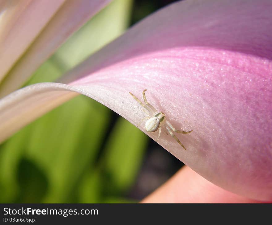 Crab Spider on a lily waiting for its prey