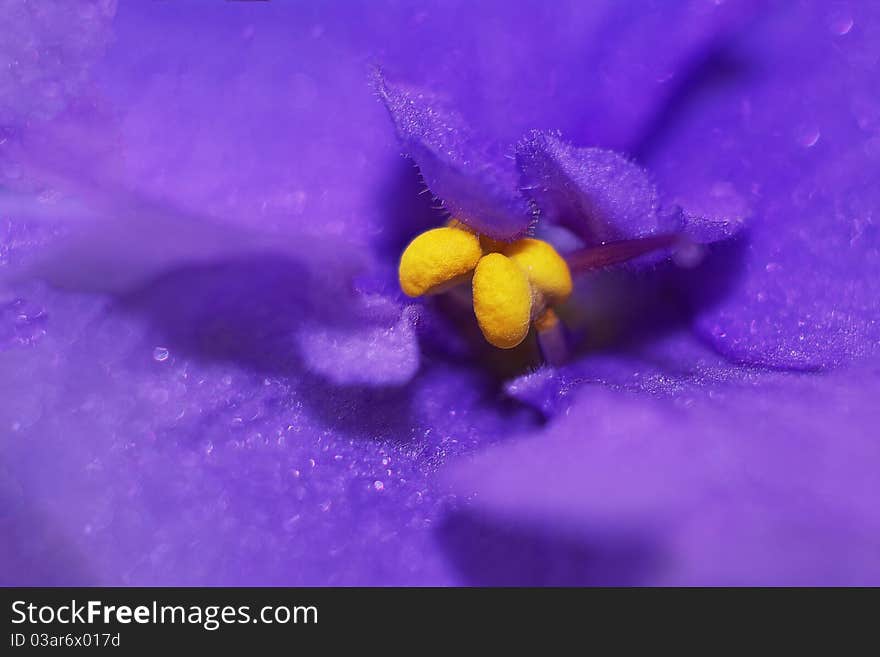 Blue with gold in a plant. Blue with gold in a plant