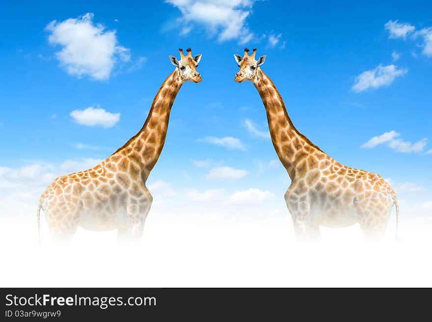 Two giraffes in white clouds