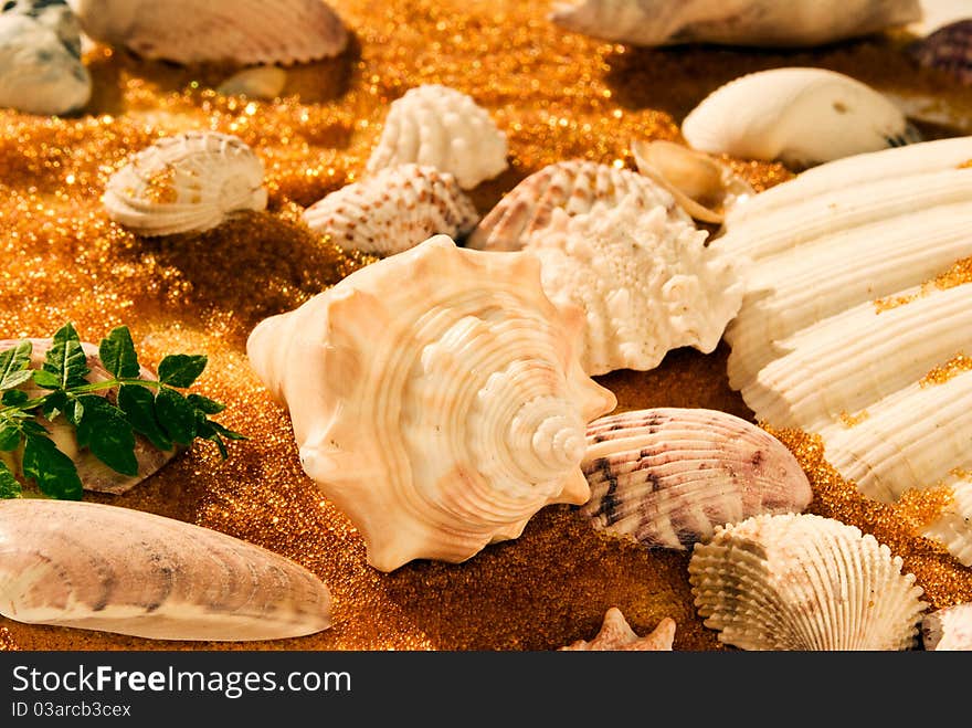 Horizontal snapshot of tropical seashells on the sand. Horizontal snapshot of tropical seashells on the sand.