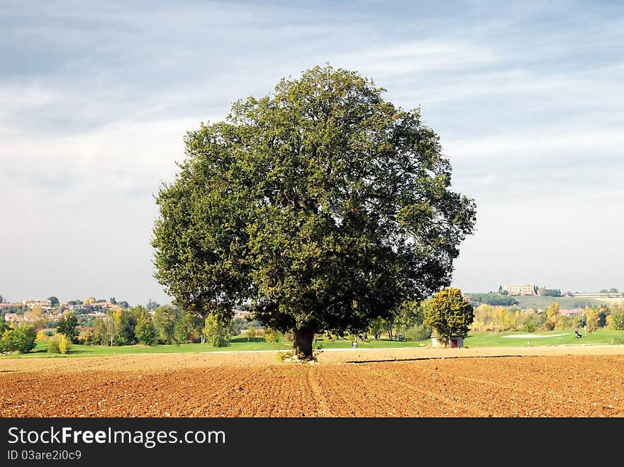 Old oak isolated in empty field. Old oak isolated in empty field