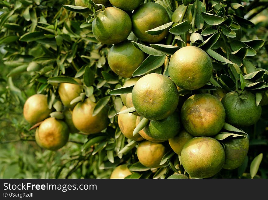 Orange raw on a tree