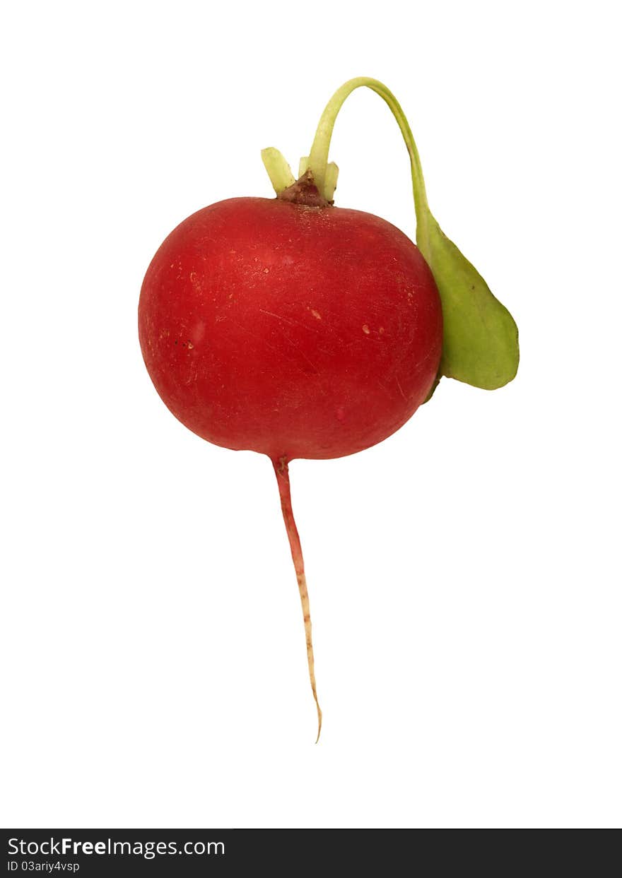 A fresh red radish isolated on a pure white background