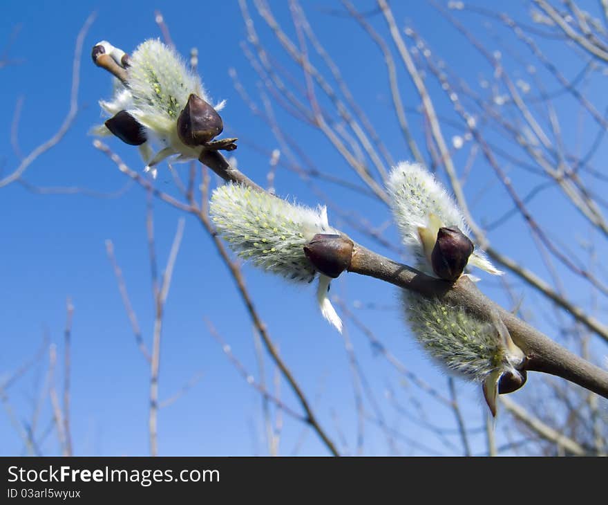 Blooming buds of willow