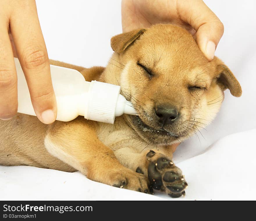 Puppy Drinking Milk From A Baby Bottle