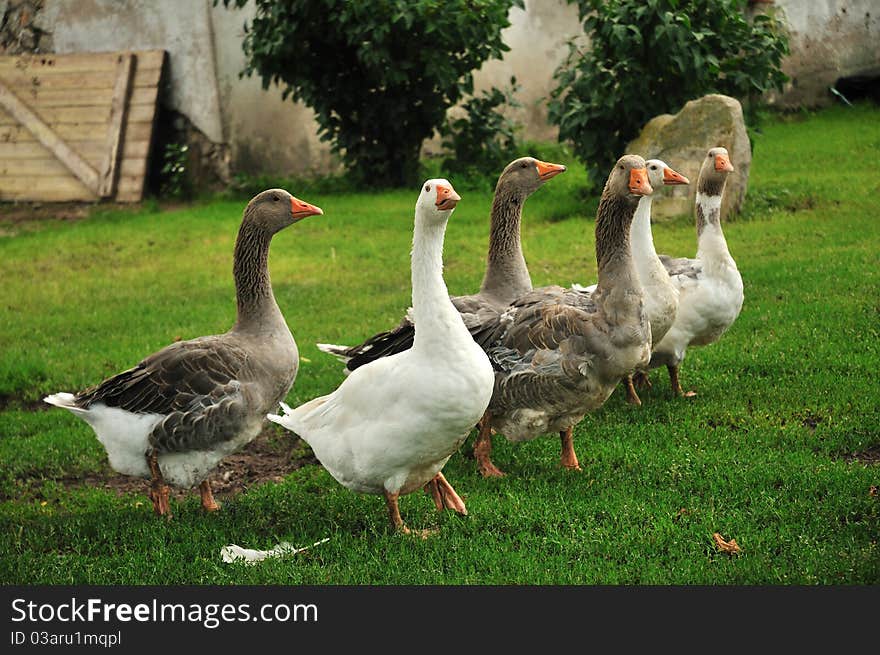 Flock of white and brown geese in green