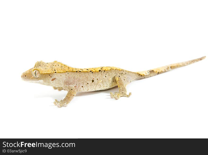 Small adult colorful gecko isolated on white background