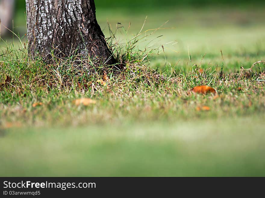 Spring in the park. landscape. Spring in the park. landscape.