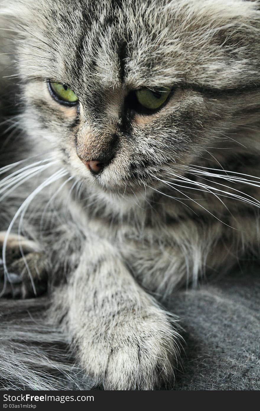 Close up on a cat's face