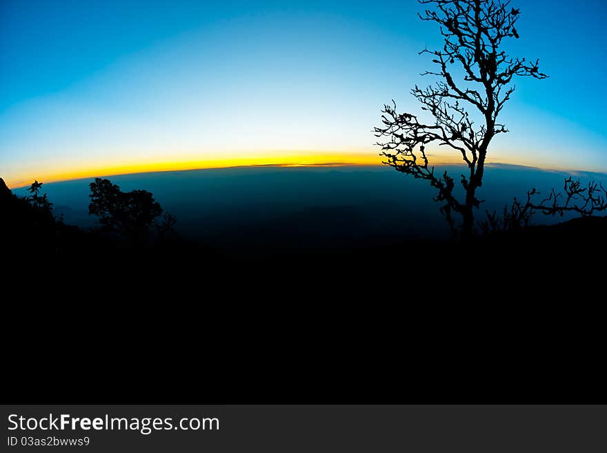 Silhouettes of branches, dead trees