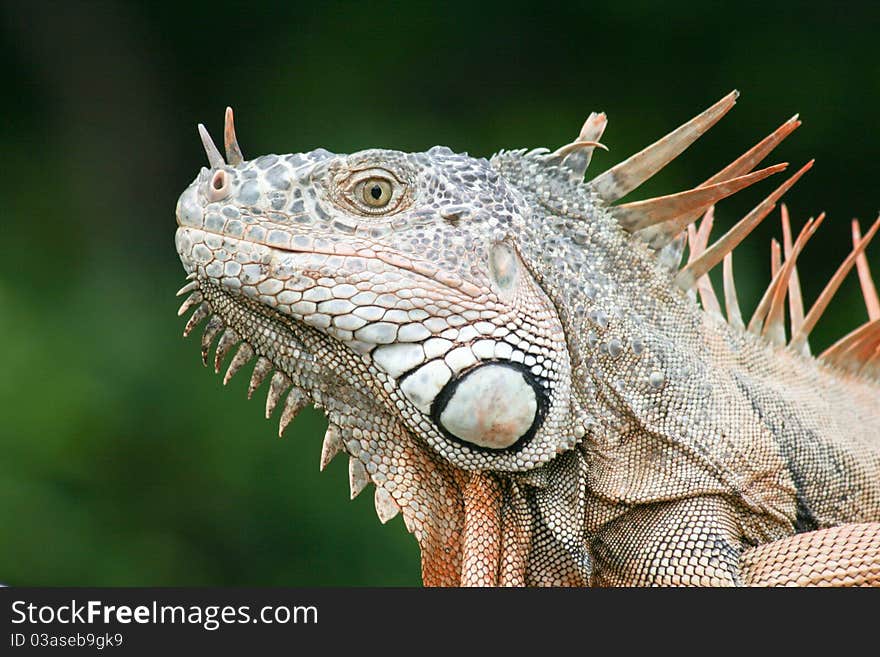 Iguana