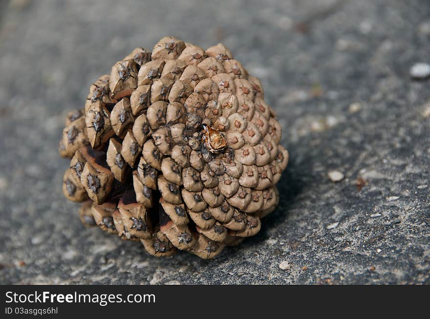 Shot of pine cone laying on pavement on an autumn day. Shot of pine cone laying on pavement on an autumn day.