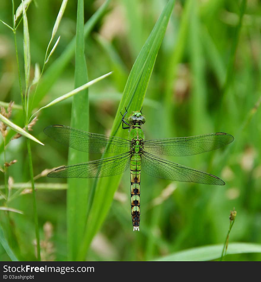 Shot of green dragonfly resting on a grass blade on an autumn day. Shot of green dragonfly resting on a grass blade on an autumn day.