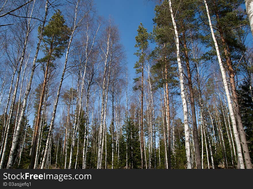 Birch trees in a sunny spring forest