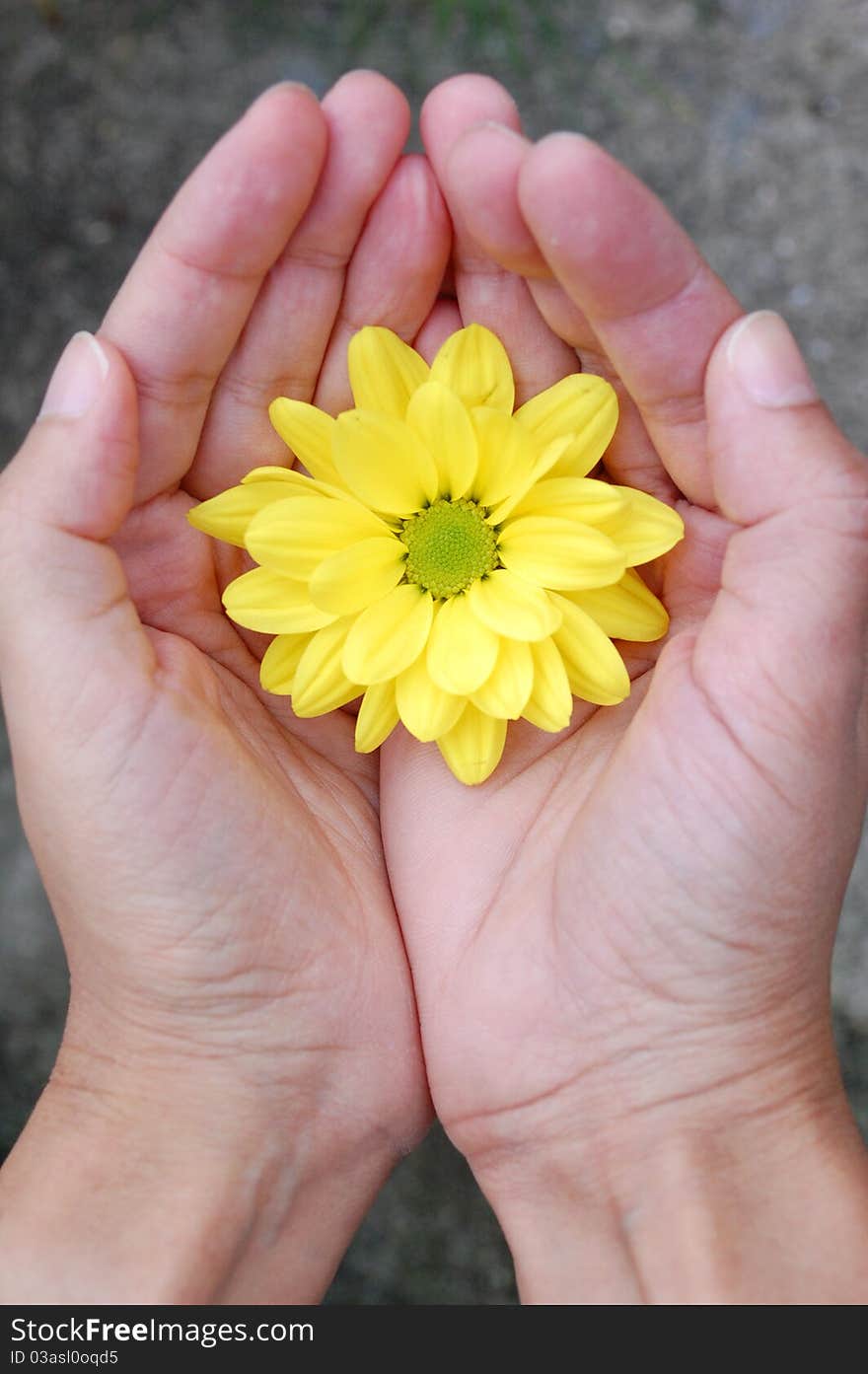 Hands holding a bright yellow daisy. Hands holding a bright yellow daisy