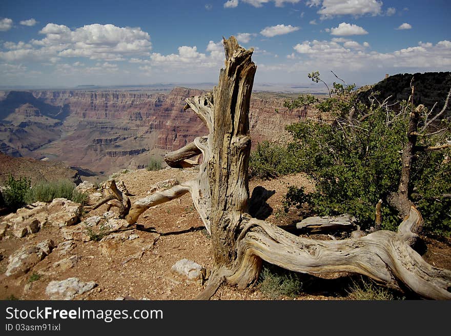 Dried tree at grand canyon ledge