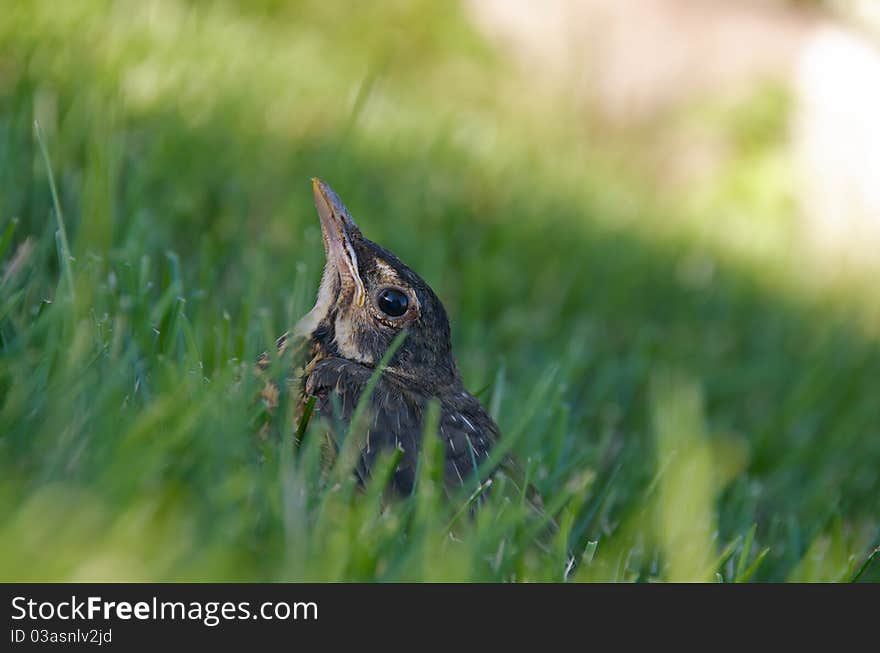 Shot of young robin resting in the grass on a summer day. Shot of young robin resting in the grass on a summer day.