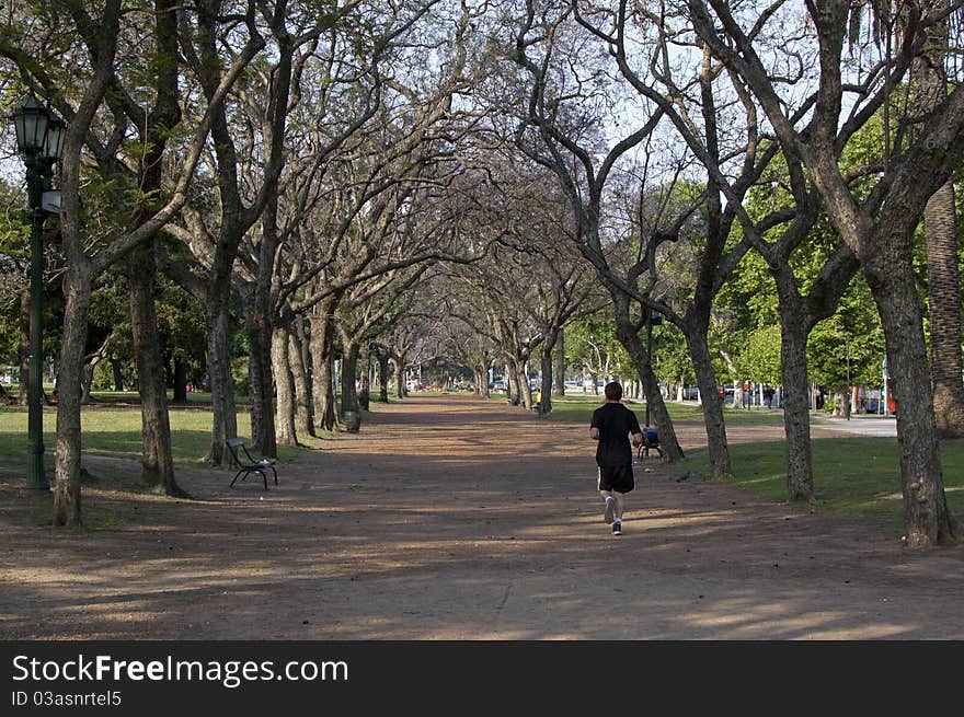 Tree tunnel