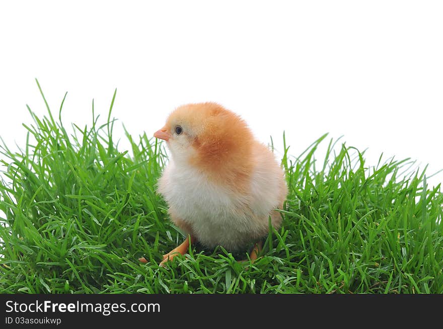 Chicken in grass