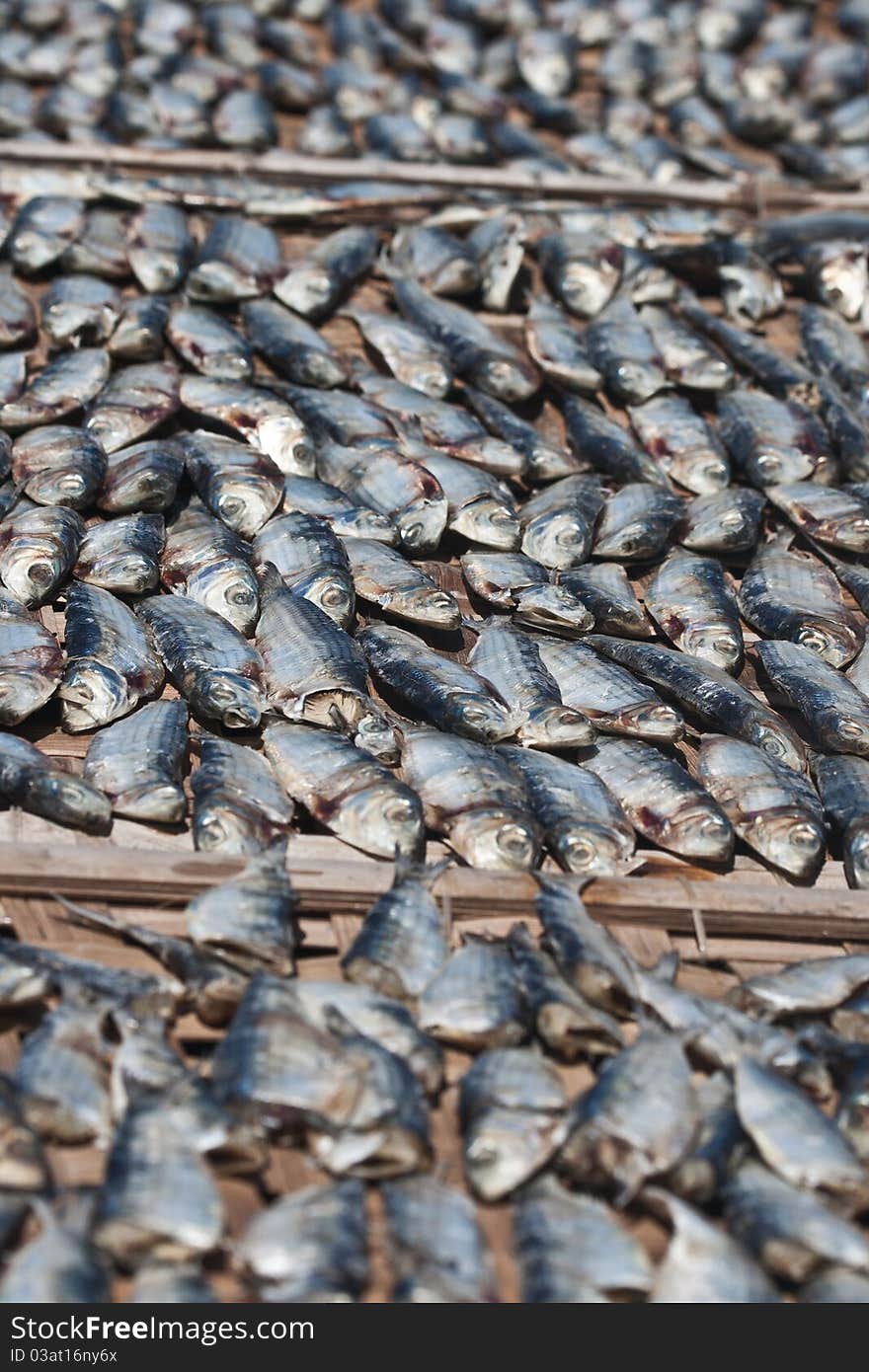 Fish drying under the hot sun. Fish drying under the hot sun