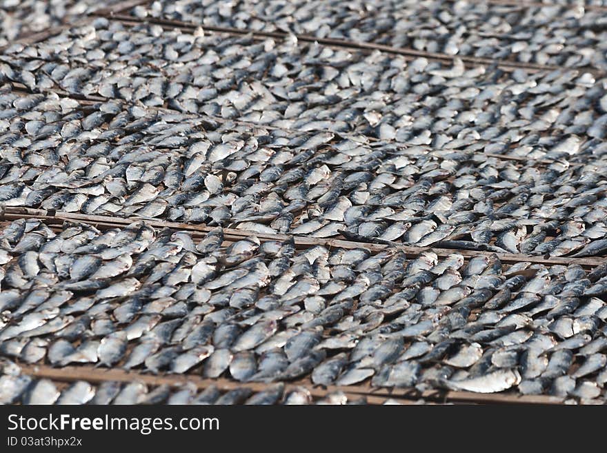 Fish drying under the hot sun. Fish drying under the hot sun