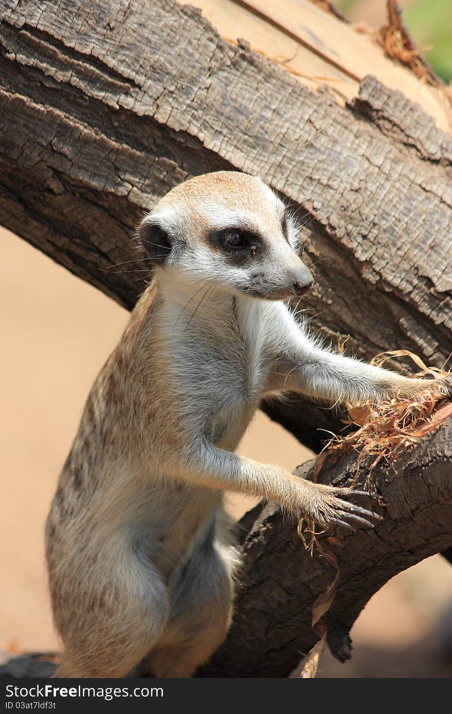 Meercat on stump